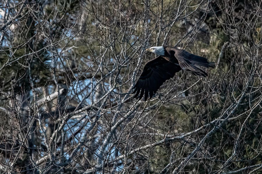 bald eagle