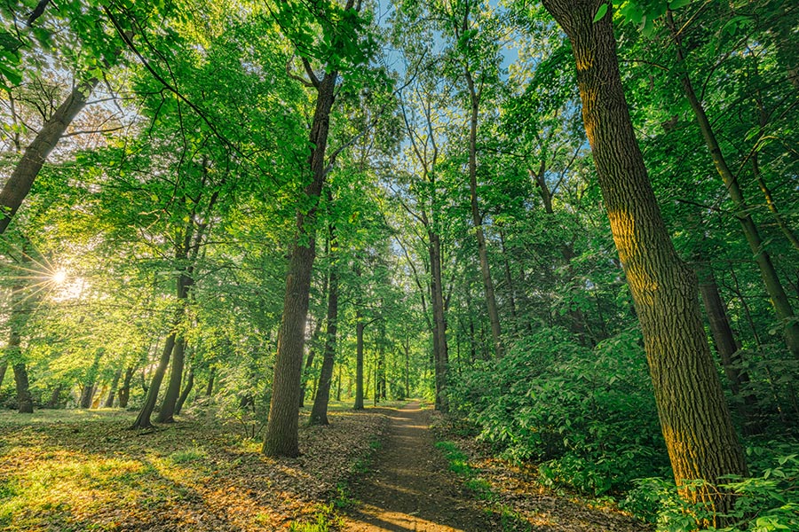 Trail at Thorne Head Preserve Bath Maine